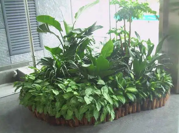植物租赁服务的优势