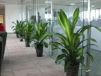 苏州植物租赁公司定制化服务