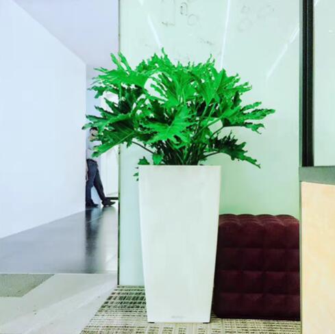 选择绿植租摆公司需要注意哪些事项