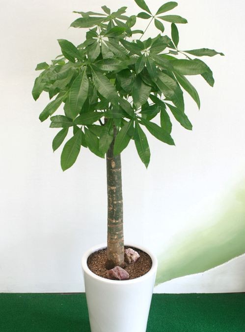 发财树