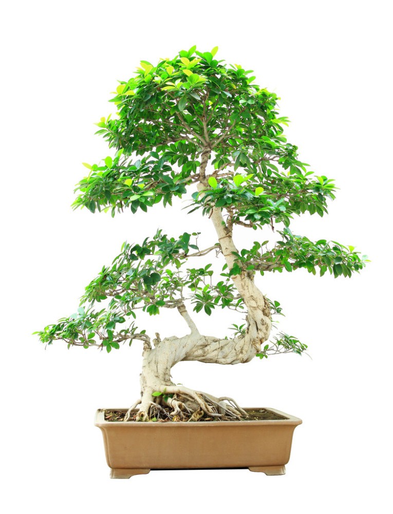 2018年苏州花卉出租企业整体业绩小幅提速的可能性比较大